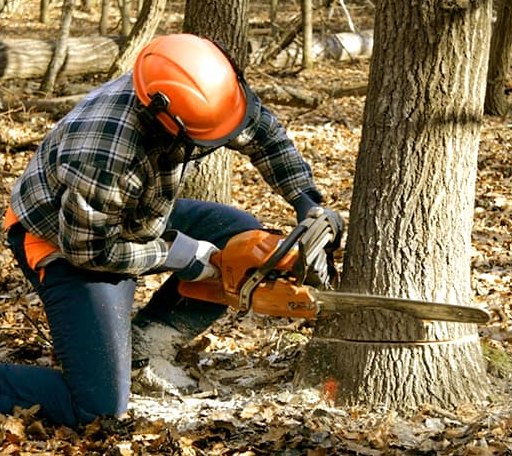 Tree Removal in Hammon, OK